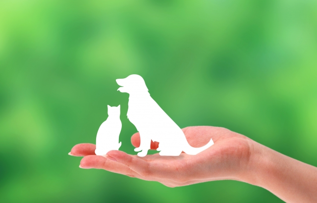 五反田 動物病院が教える犬や猫のフィラリア症の原因 おすすめの予防法 品川動物医療センター