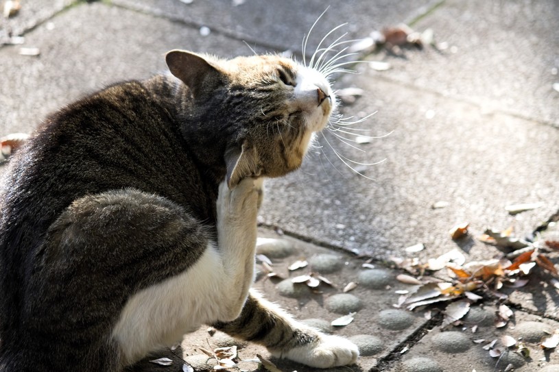 体を掻く猫