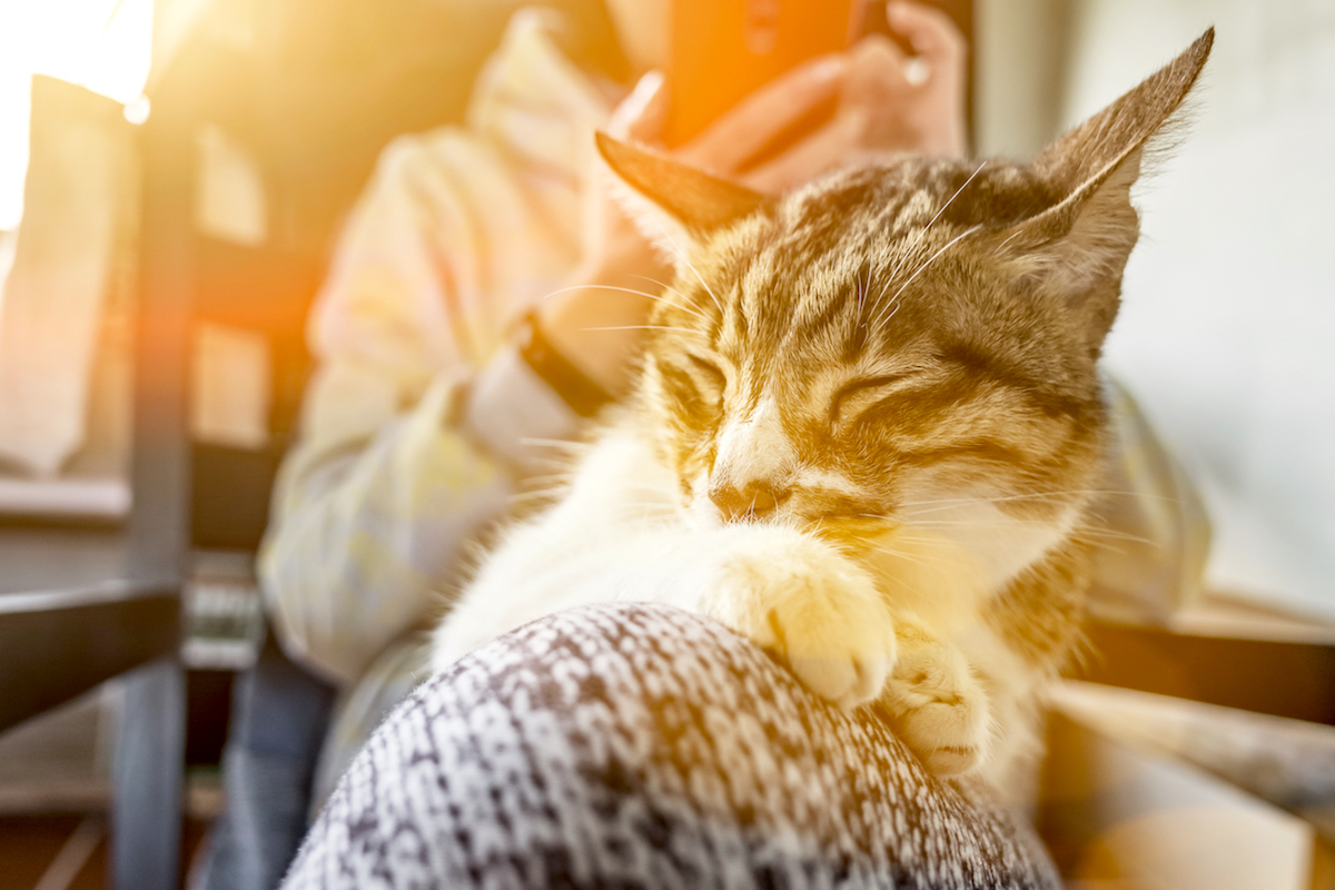 品川のペット病院 品川動物医療センターの予約方法 猫 犬のかかりつけ医 品川動物医療センター