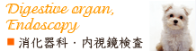 消化器科・内視鏡検査